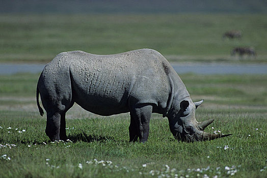 坦桑尼亚,恩戈罗恩戈罗火山口,黑犀牛,放牧