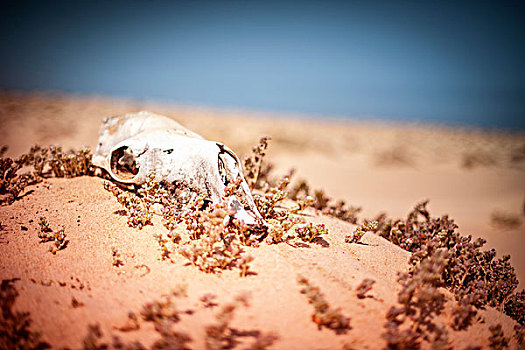 头骨,死,骆驼,沙漠