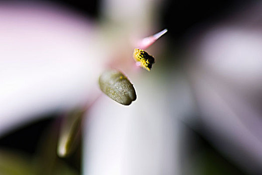 花,雄蕊,局部,特写