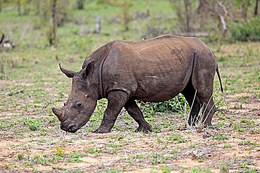 白犀牛,一半,成年,小动物,走,觅食,厚皮动物,克鲁格国家公园,南非,非洲