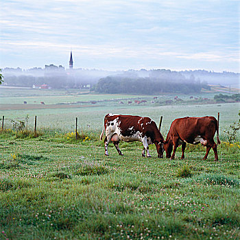 母牛,放牧,草地,侧面视角