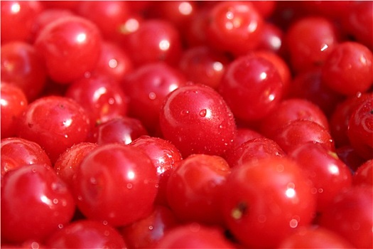 红色浆果,樱桃属