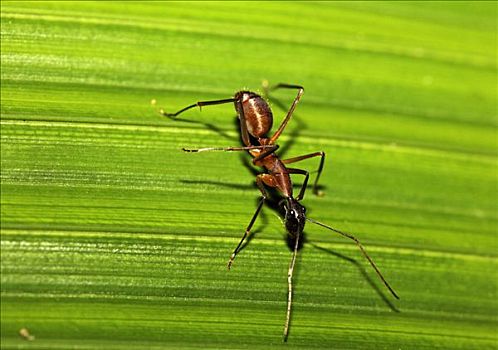 蚂蚁,哥斯达黎加