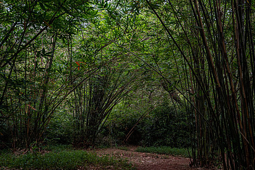 羊城广州夏天天河公园的绿树成荫,竹林与石头小路