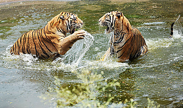 虎,玩,水
