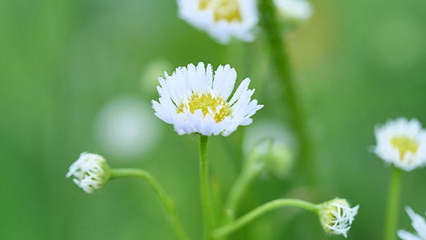 花朵特写