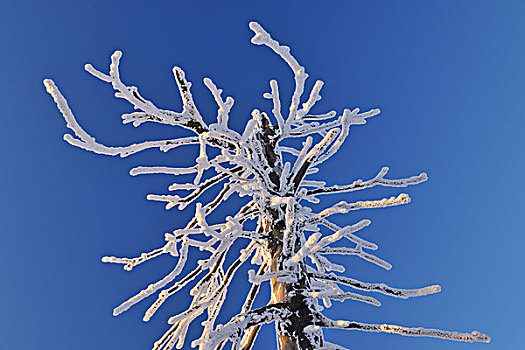 雪,遮盖,针叶树,树,枝条,格罗塞尔,图林根州,德国