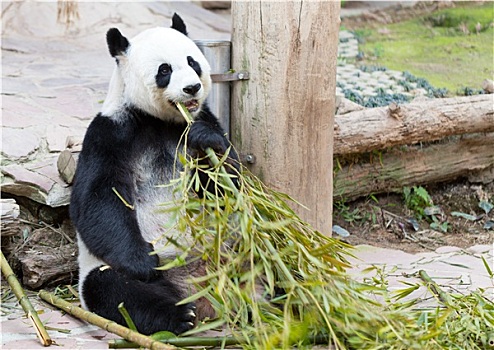 幼兽,熊猫,动物园