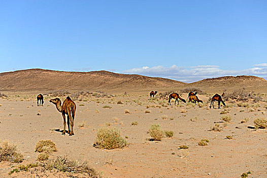 单峰骆驼,阿拉伯,骆驼,撒哈拉沙漠,南方,摩洛哥,北非,非洲