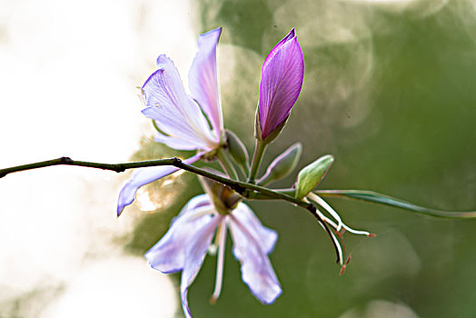 紫荆花