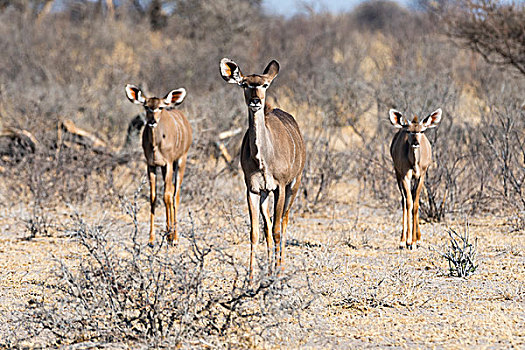 大捻角羚,卡拉哈里沙漠,博茨瓦纳,非洲