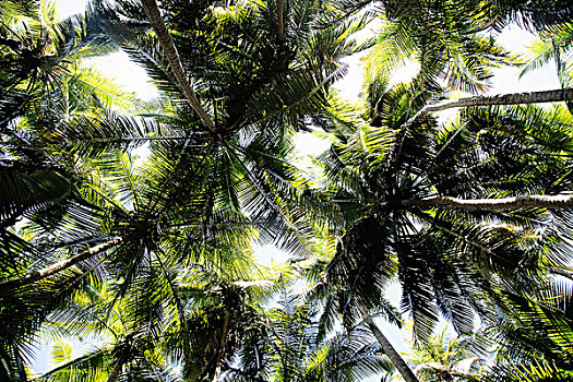 仰视,棕榈树,湾,美国维京群岛