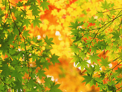 绿色,枫树,秋叶