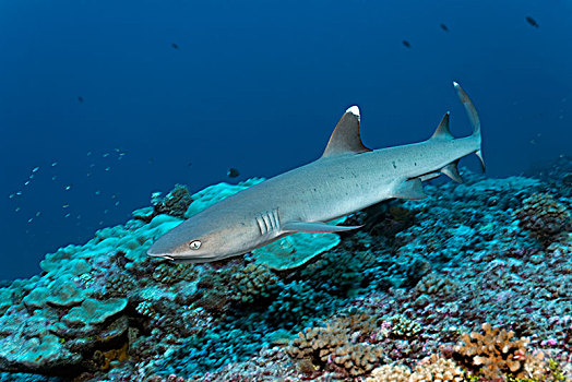 灰三齿鲨,鲎鲛,漂浮,上方,珊瑚礁,法属玻利尼西亚,法国,太平洋,大洋洲