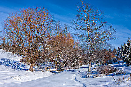 景色,冬天,图像,树,雪地,莫斯科,爱达荷