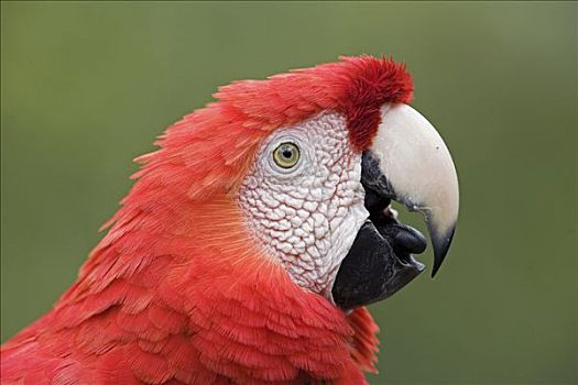 绯红金刚鹦鹉,特写,肖像,亚马逊河,生态系统,秘鲁