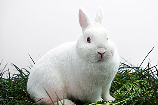 绒毛状,白色,小兔,坐,草,白色背景,背景