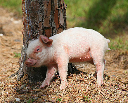 小猪,挠,树干