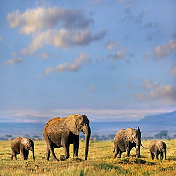 非洲象,母亲,幼小,幼兽,走,热带草原,非洲