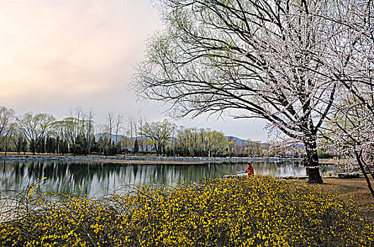 颐和园,昆明湖,西堤,春天,桃花