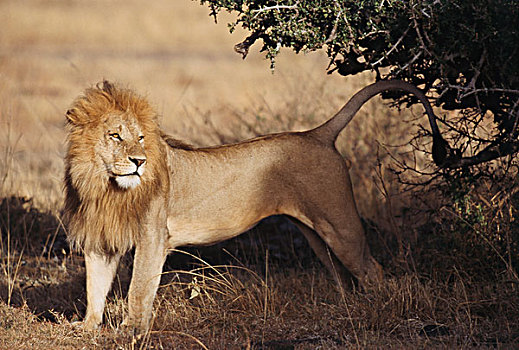 肯尼亚,雄性,狮子,站立,马赛马拉,大幅,尺寸