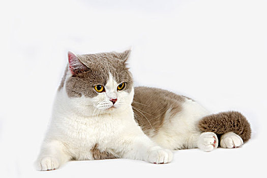 丁香,白色,英国短毛猫,家猫,雄性,白色背景