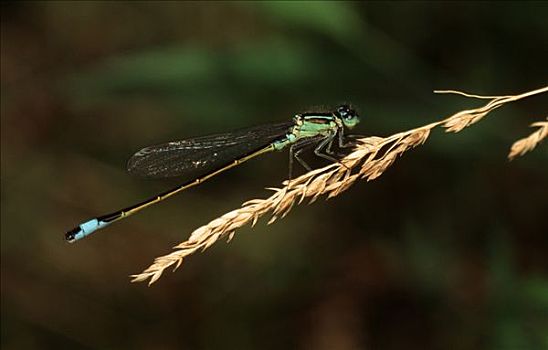 蓝尾蜻蛉,长叶异痣蟌,西欧