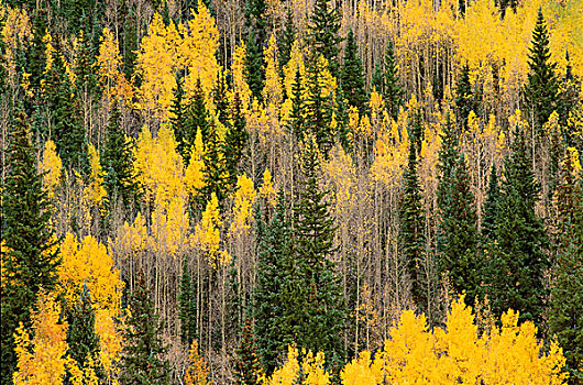 金色,秋天,白杨,冷杉,圣胡安山,安肯帕格里国家森林,科罗拉多