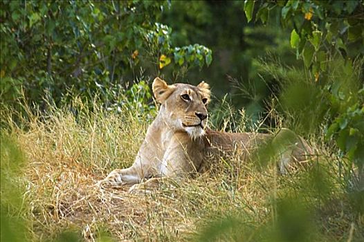 雌狮,狮子,坐,树林,禁猎区,克鲁格国家公园,林波波河,南非