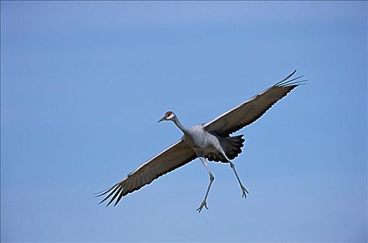 沙丘鹤