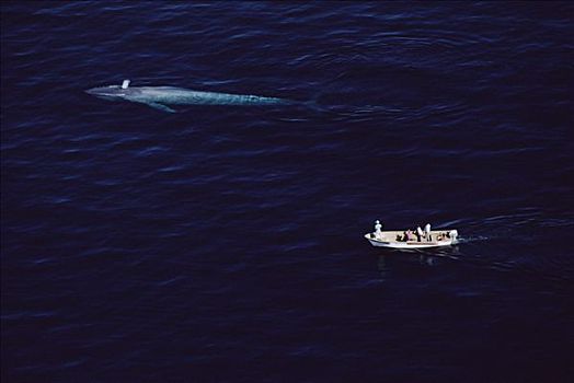 蓝鲸,航拍,研究人员,船,看,鲸