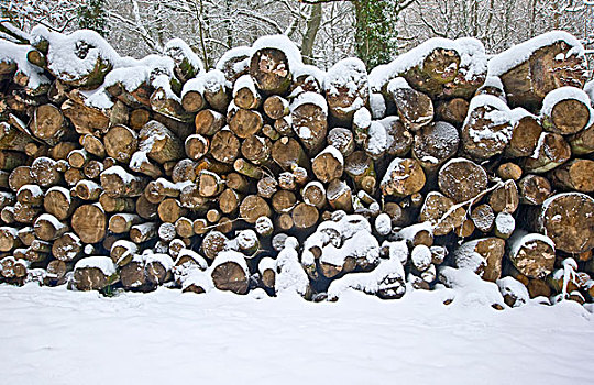 漂亮,冬日树林,雪景,深,雪,一堆,切削,木料