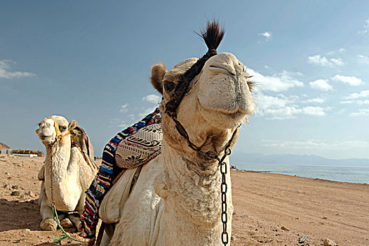 阿拉伯骆驼,单峰骆驼,沙漠,埃及,非洲