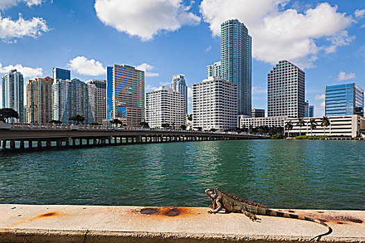 美国,佛罗里达,迈阿密,城市天际线,钥匙,鬣蜥蜴