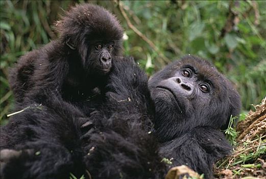 山地大猩猩,大猩猩,妈妈,维龙加山,北方,边界,卢旺达,刚果,乌干达