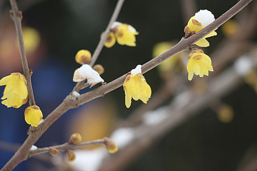 迎春花