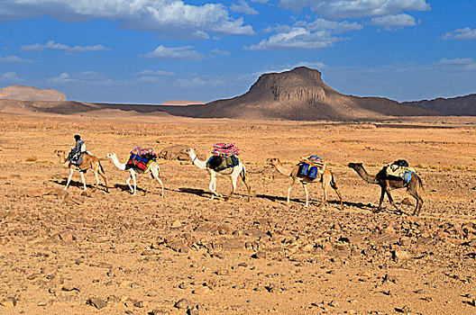 多,骆驼,火山,风景,阿哈加尔,山峦,塔曼拉塞特,阿尔及利亚,撒哈拉沙漠,北非