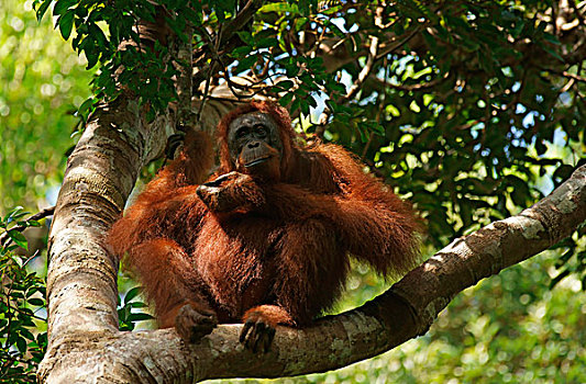 猩猩,檀中埠廷国立公园,中心,加里曼丹,婆罗洲,印度尼西亚,亚洲
