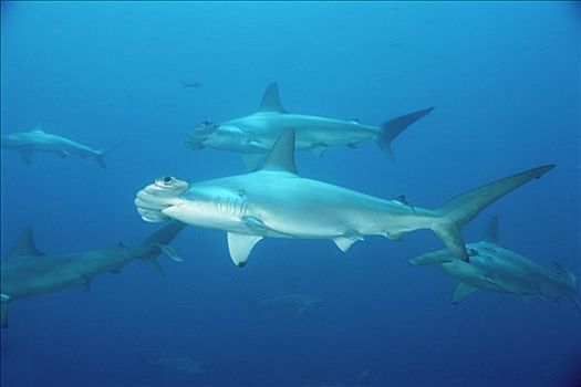 圆齿状,鲨鱼,路氏双髻鲨,鱼群,加拉帕戈斯群岛,厄瓜多尔
