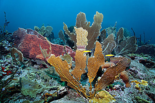 分岔,火,珊瑚,遮盖,海扇,柳珊瑚虫,珊瑚礁,向风群岛,小安的列斯群岛,加勒比海
