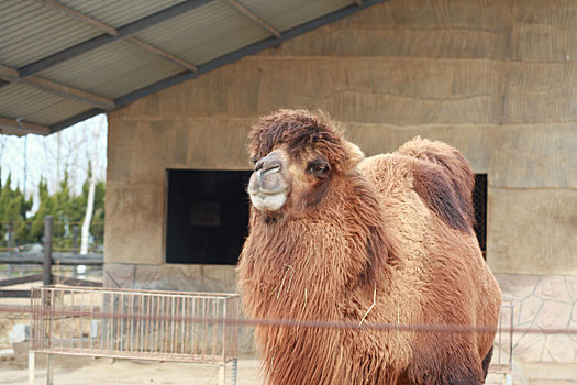 济南动物园的骆驼