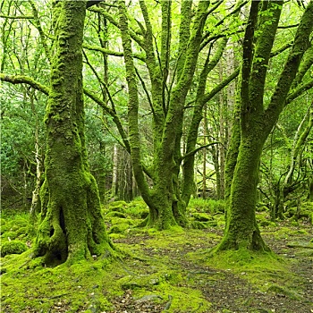 树林,基拉尼国家公园,凯瑞郡,爱尔兰