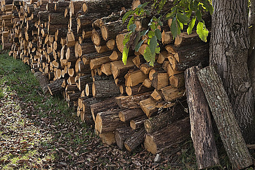 木头,堆,萨格勒布,克罗地亚