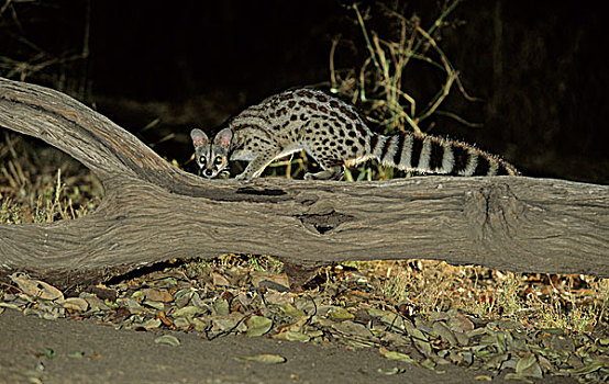香猫,夜间,克鲁格国家公园,南非,非洲