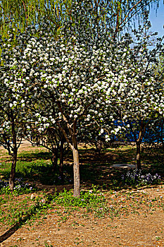 一颗盛开着白色花朵的海棠树