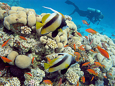 珊瑚礁,蝴蝶鱼,潜水,热带,海洋,水下