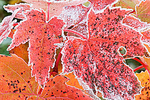 秋天,枫叶,霜,安大略省,加拿大