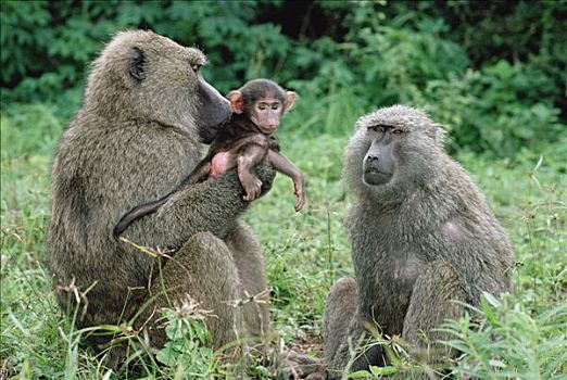 东非狒狒,拿着,幼仔,冈贝河国家公园,坦桑尼亚