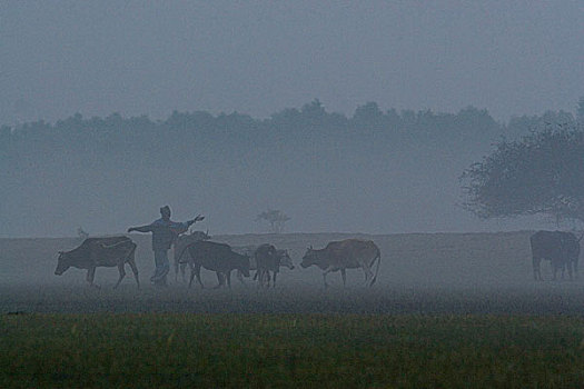 模糊,渔民,母牛,左边,放牧,草场,岛屿,冬天,雾,木豆,红点鲑,孟加拉,一月,2008年