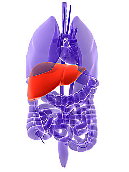 人体器官,突显,肝脏